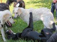 Puppys van Bliss040622-0197